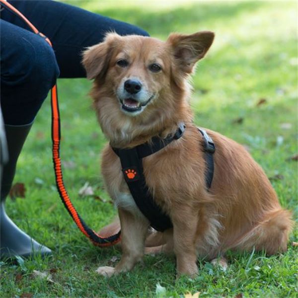 Arnês de segurança para cães Fidelami